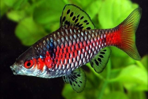 Scarlet barbus - mała i bardzo kolorowa ryba akwarium